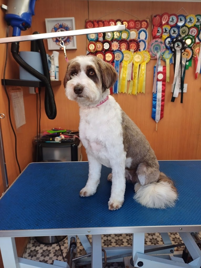 Caladan Grooming serviced